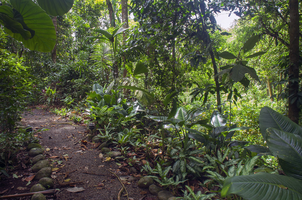 Selva Verde Lodge Sarapiquí Eksteriør bilde